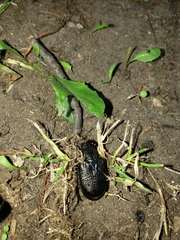Osmoderma scabra