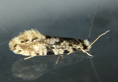 Nemapogon auropulvella