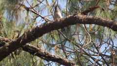 Aphelocoma ultramarina