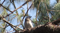 Aphelocoma ultramarina