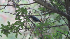 Aphelocoma ultramarina