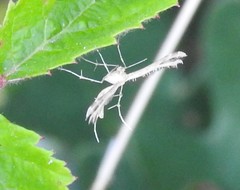 Pterophorus pentadactyla