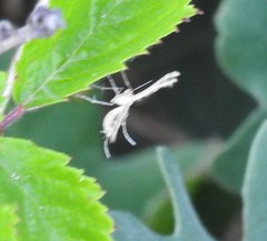 Pterophorus pentadactyla