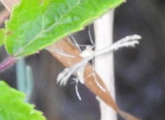 Pterophorus pentadactyla