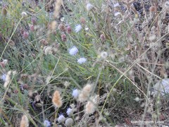 Jasione sessiliflora