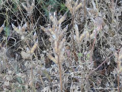 Lupinus hispanicus