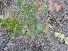 Pimpinella villosa