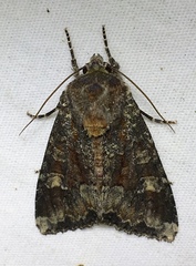 Apamea amputatrix