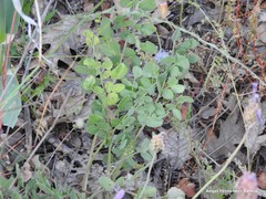 Pimpinella villosa