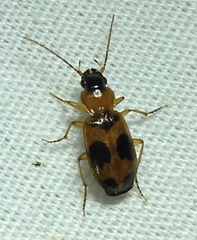 Badister neopulchellus