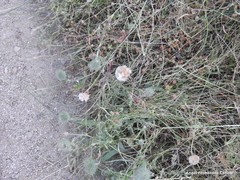 Armeria arenaria