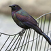 Common Grackle - Photo (c) Maris Pukitis, some rights reserved (CC BY-NC-SA)