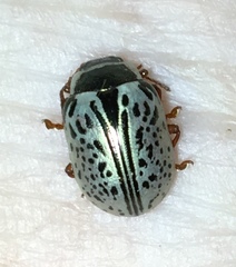 Calligrapha multipunctata
