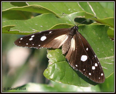 Amauris albimaculata