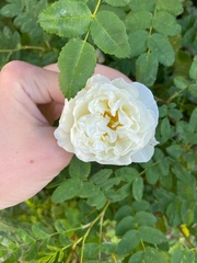 Rosa chinensis