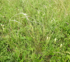 Stipa tirsa