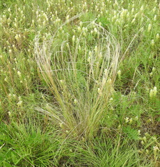 Stipa tirsa