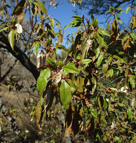 Croton gratissimus var. gratissimus image