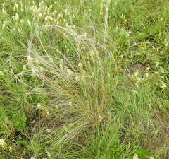 Stipa tirsa