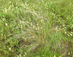 Stipa tirsa