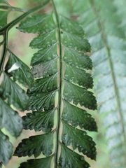 Arachniodes amabilis
