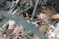 Lampropeltis leonis