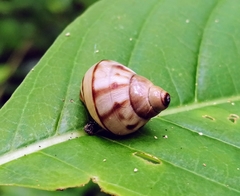 Orthalicus maracaibensis