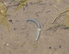 Haemopidae