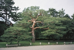 Pinus