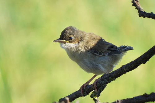 Fauvette grisette, jeune