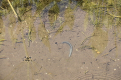 Haemopidae