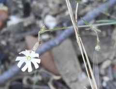 Silene portensis