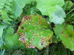 Puccinia poarum