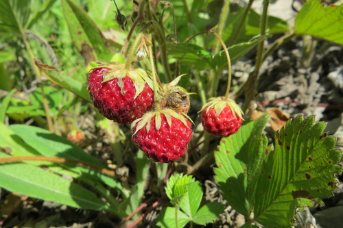 Šlaitinė žemuogė nuotrauka