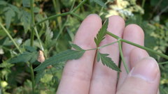 Torilis arvensis recta