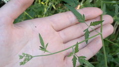 Torilis arvensis recta