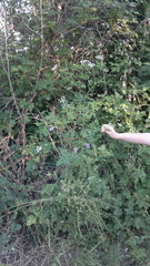 Torilis arvensis recta