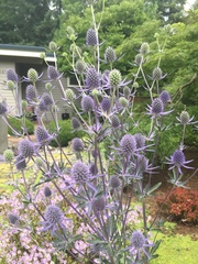 Eryngium planum