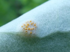 Puccinia poarum