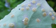 Puccinia poarum