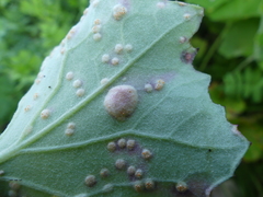 Puccinia poarum