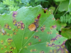 Puccinia poarum