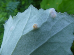 Puccinia poarum