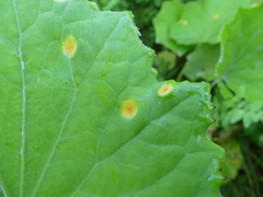 Puccinia poarum