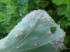 Puccinia poarum