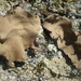 Smooth Rock Tripe - Photo (c) Paul Morris, some rights reserved (CC BY-SA)