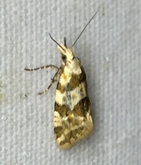 Aethes argentilimitana