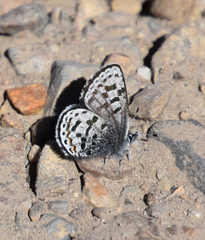 Euphilotes battoides