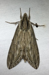 Sphinx canadensis