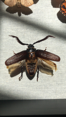 Prionus imbricornis